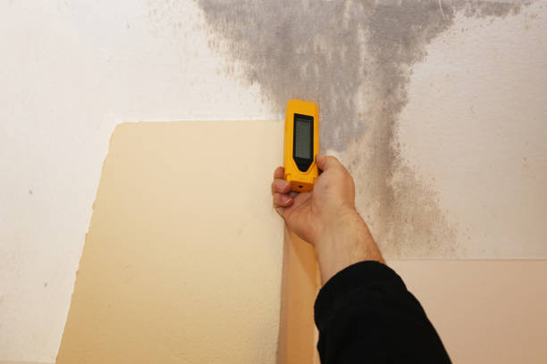 Faribault, MN Mold Removal Company