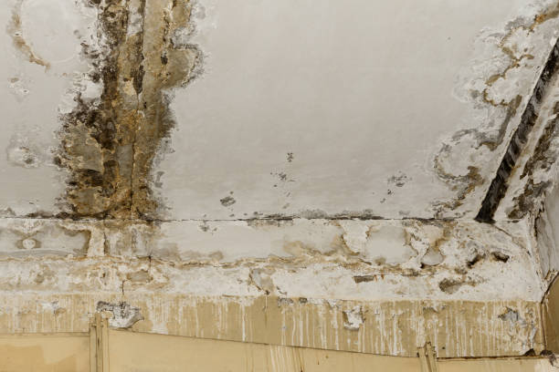 Best Attic Mold Removal  in Faribault, MN