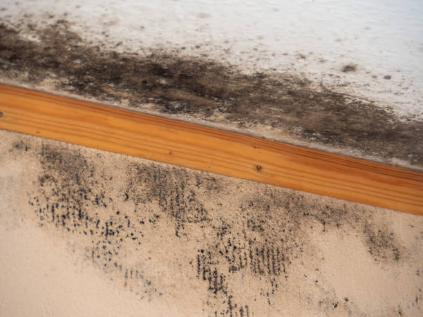 Best Black Mold Removal  in Faribault, MN